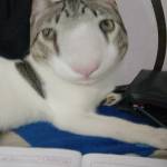 Rodolfo
